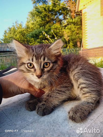 Кошка в дар