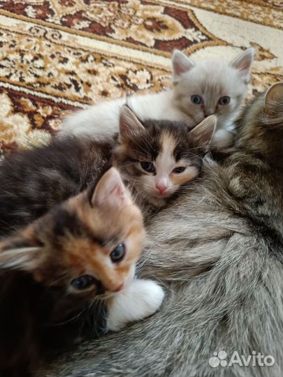 Отдам в добрые руки