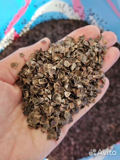 Шелуха гречихи