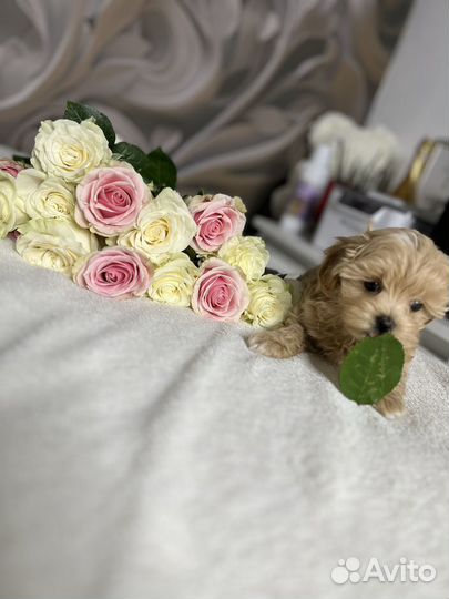 Щенки мальтипу f1 мини