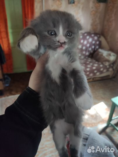 Кошки вислоухие,британец