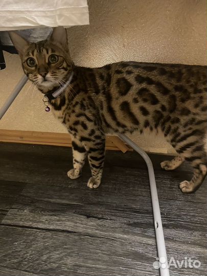 Бенгальская