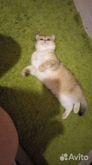 Британская кошка