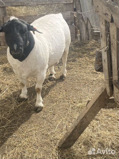 Баран породы дорпер