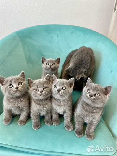 Британские котята