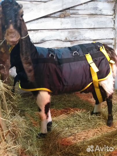 Коза 100 Камори