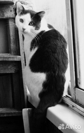 Котик в добрые руки