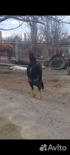 Бойцовые петухи