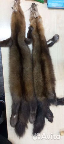 Шкуры соболя