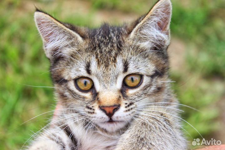 Отдам котёнка