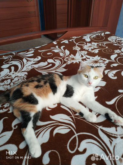 Кошка