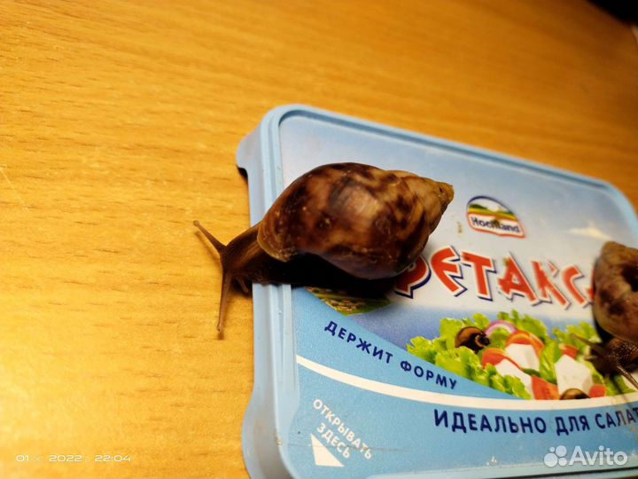 Улитята 