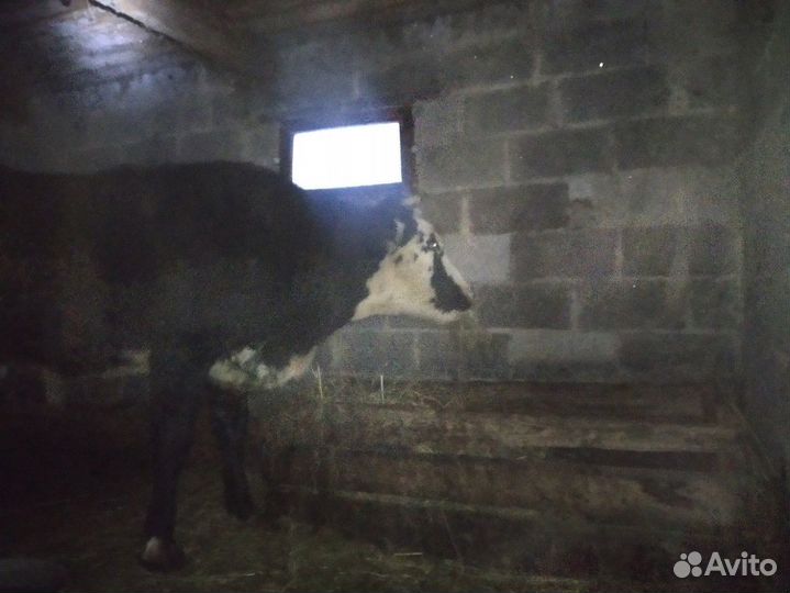 Корова после первого отёла