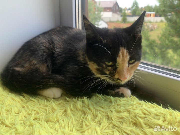 Котенок девочка богатка