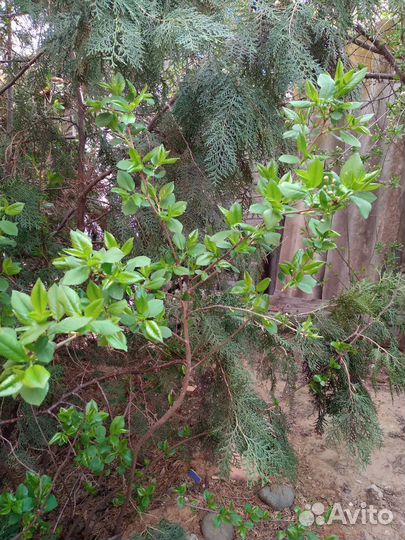 Отводок вишни