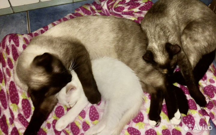 Котята тайские