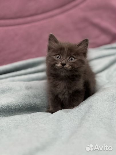 Котенок ищет дом