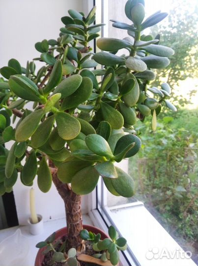 Толстянка крассула