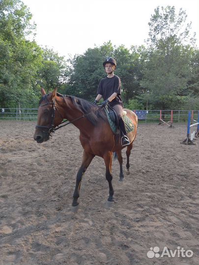 Жеребец, кобыла