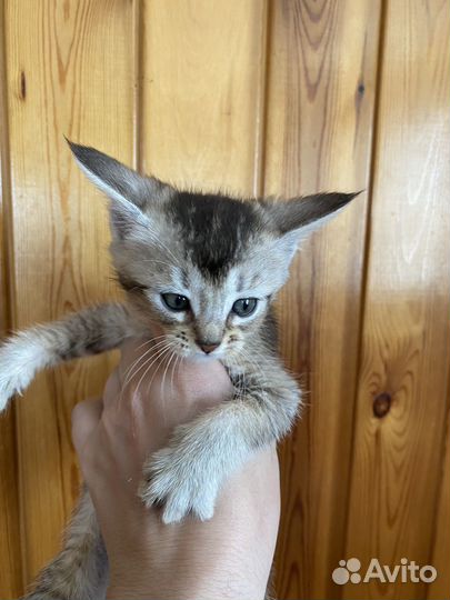 Котята чаузи