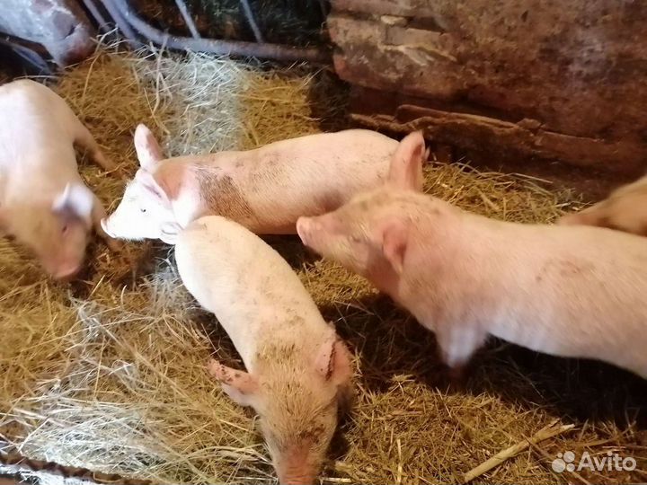 Поросята