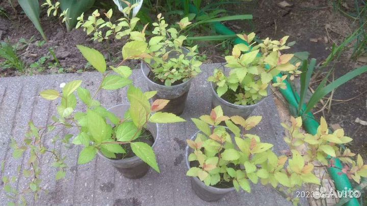 Спирея низкорослая