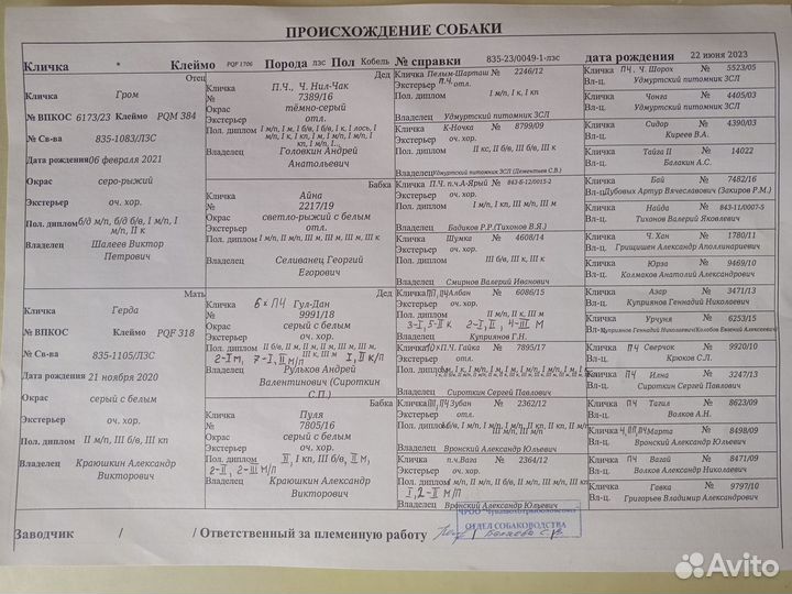 Щенки лайки зсл