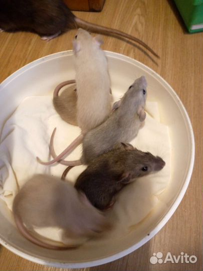 Крыса дамбо