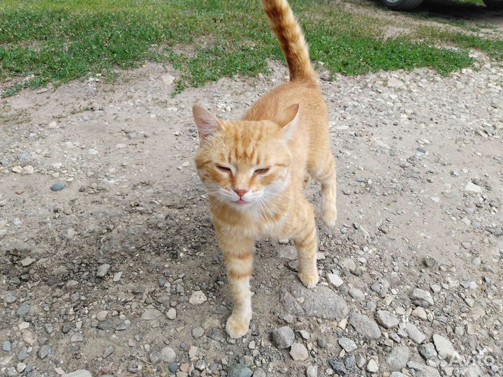 Кот в добрые руки