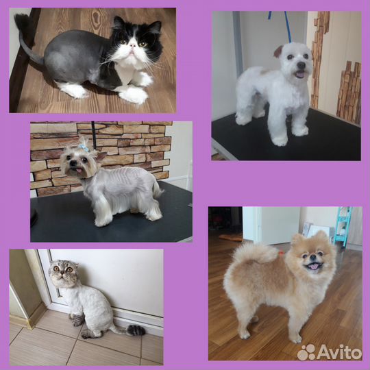 Стрижка кошек и собак выезд на дом в любой район