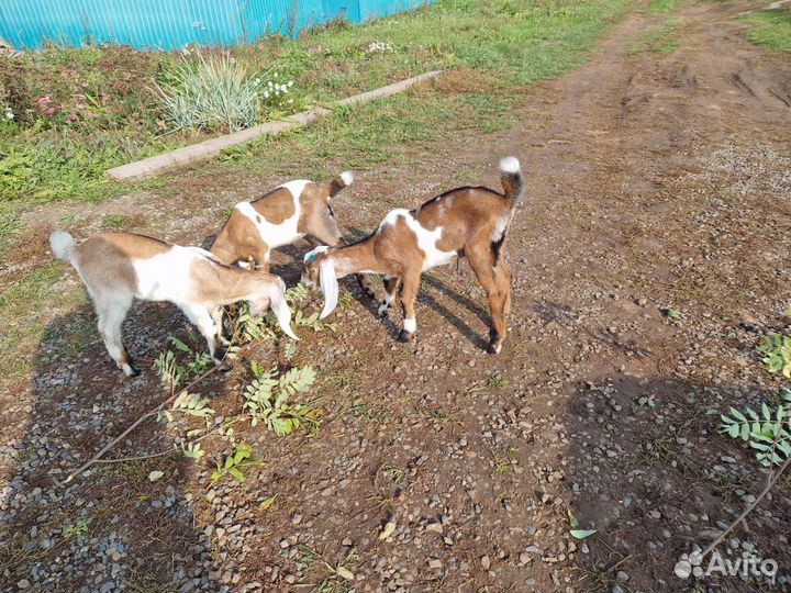 Нубийский козы