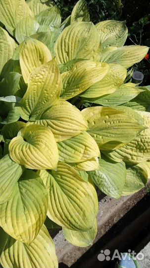 Хосты и гейхера