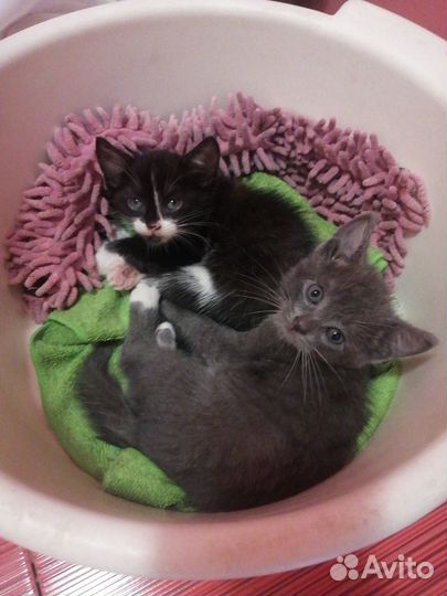 Котенок в добрые руки