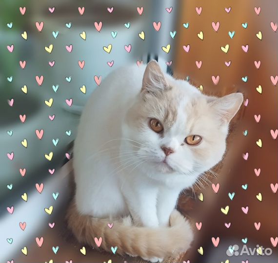 Питомник продаёт