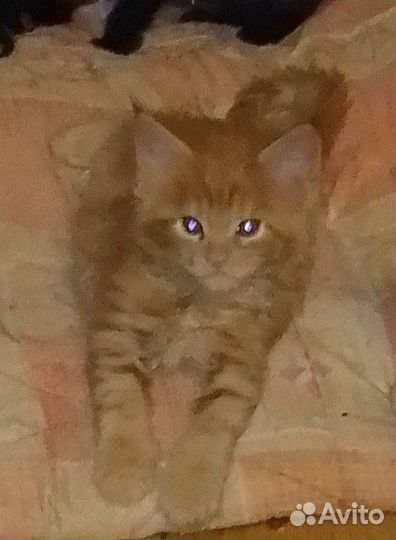 Котята мейн-кун