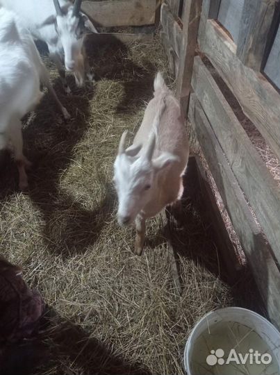 Продам козлика