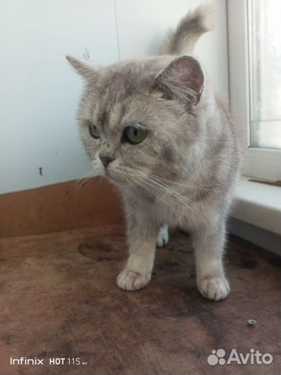 Кошка бесплатно