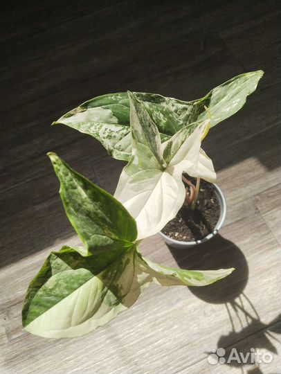 Комнатные растения, цветы