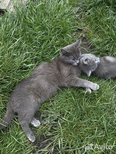 Котята в добрые руки даром