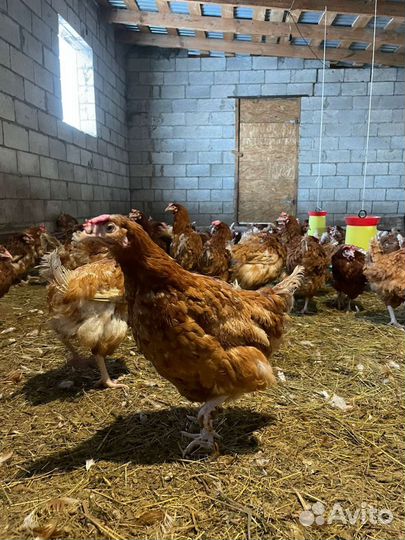 Цыплята, индюки, куры несушки, утки, гуси