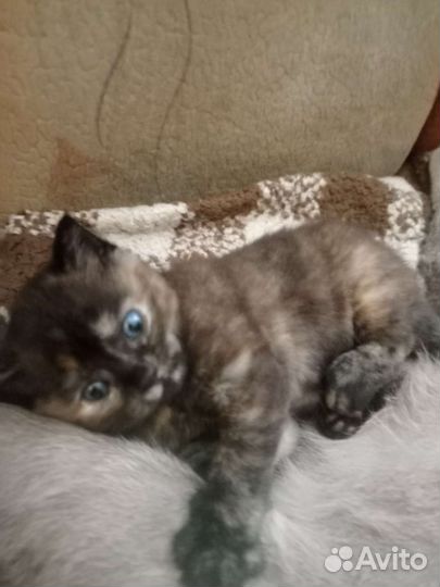 Кошка бесплатно