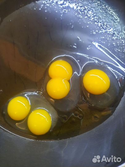 Инкубационные яйца перепелка Радонежские