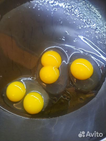 Инкубационные яйца перепелка Радонежские