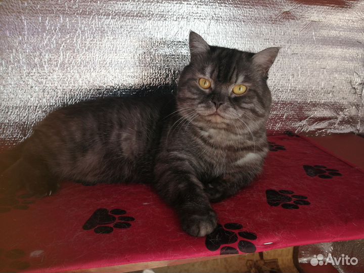 Британец в Добрые руки