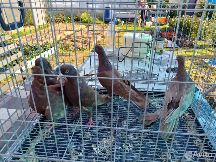 Бойные голуби