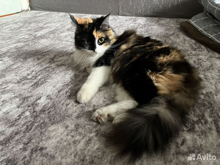 Кошки в добрые руки