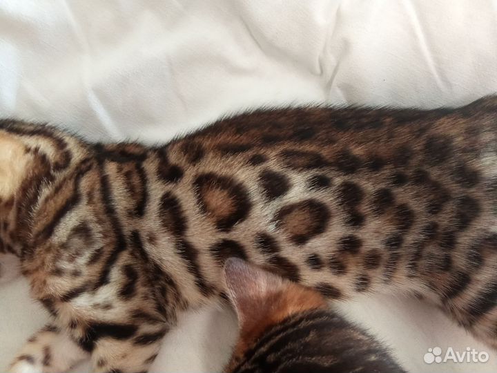 Бенгальские котята