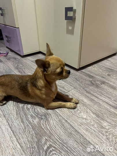 Чихуахуа ищет невесту