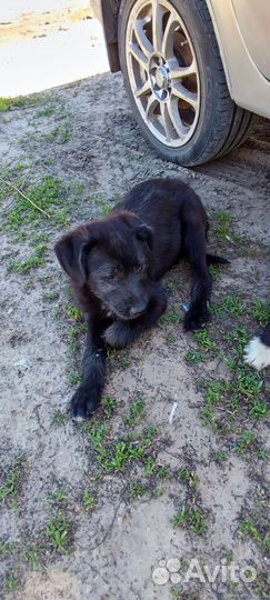 Щенок мальчик в добрые руки бесплатно