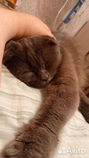 Кошка вислоухая